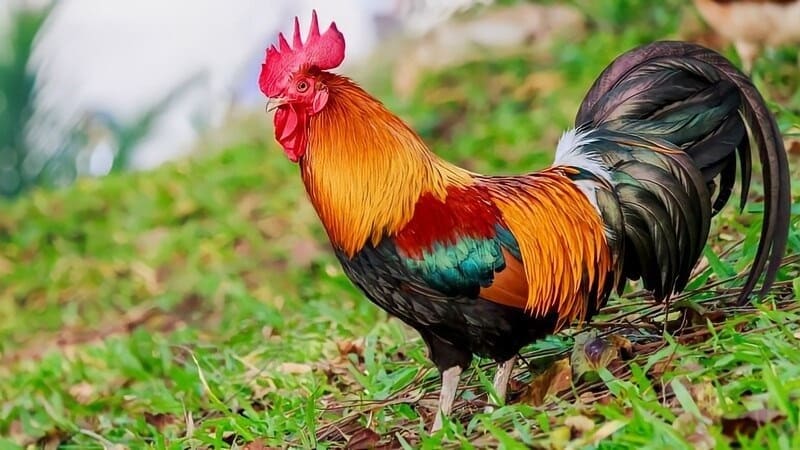 Các giống gà mồng vua phổ biến nhất mà sư kê mới bắt đầu đá gà nên biết