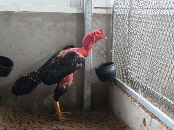 Chia sẻ bí quyết nuôi gà chọi hiệu quả từ sư kê chuyên nghiệp