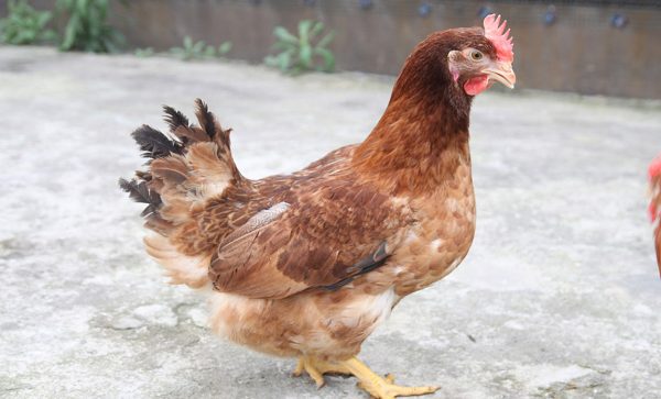 Không nên nuôi chung gà mái gáy với gà trống
