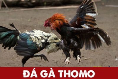 Đá gà Thomo – Trường đá gà nổi tiếng, minh bạch và công bằng
