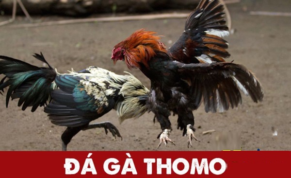 Tìm hiểu thông tin để biết gà Thomo là gì?